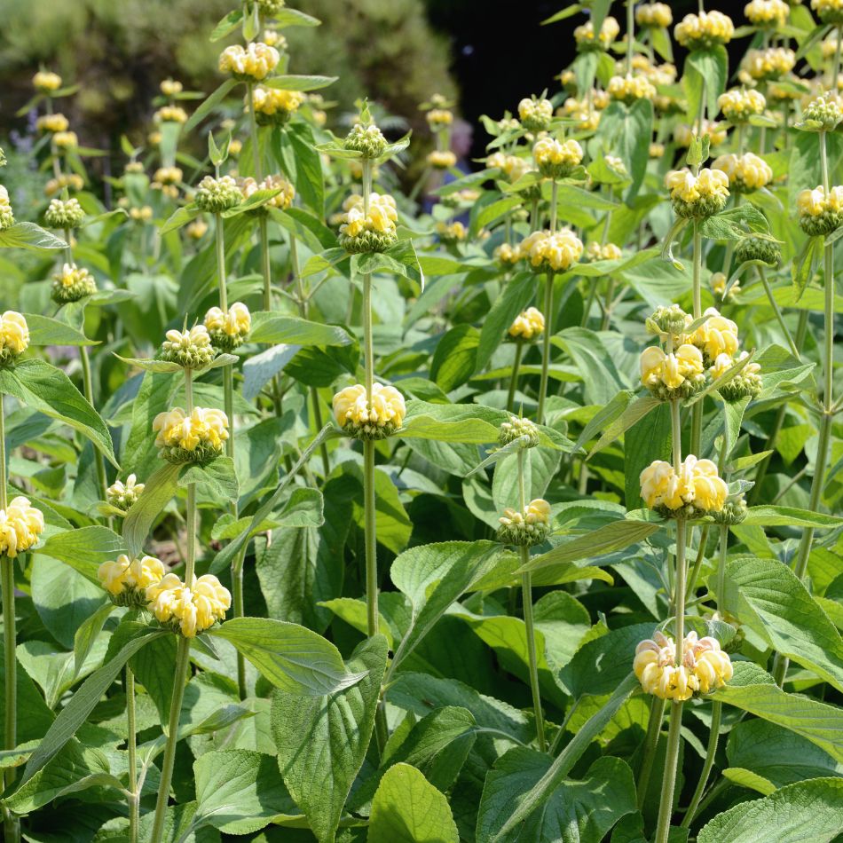 Phlomis russeliana