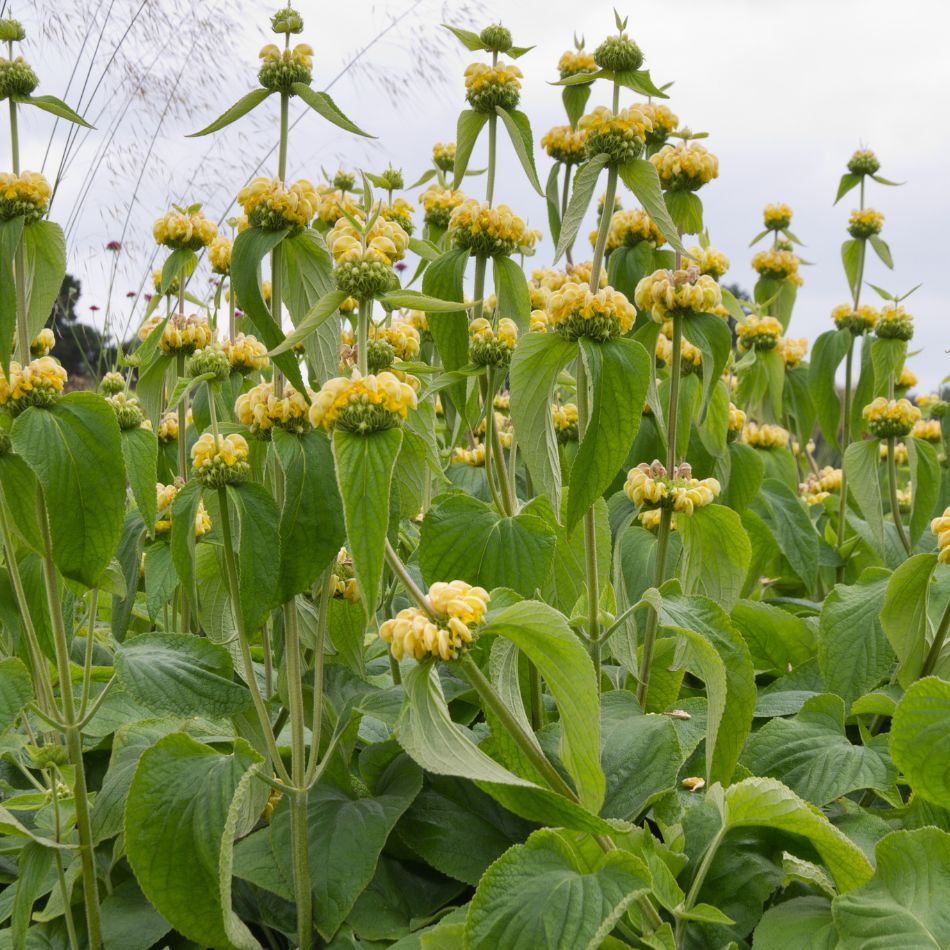 Phlomis russeliana