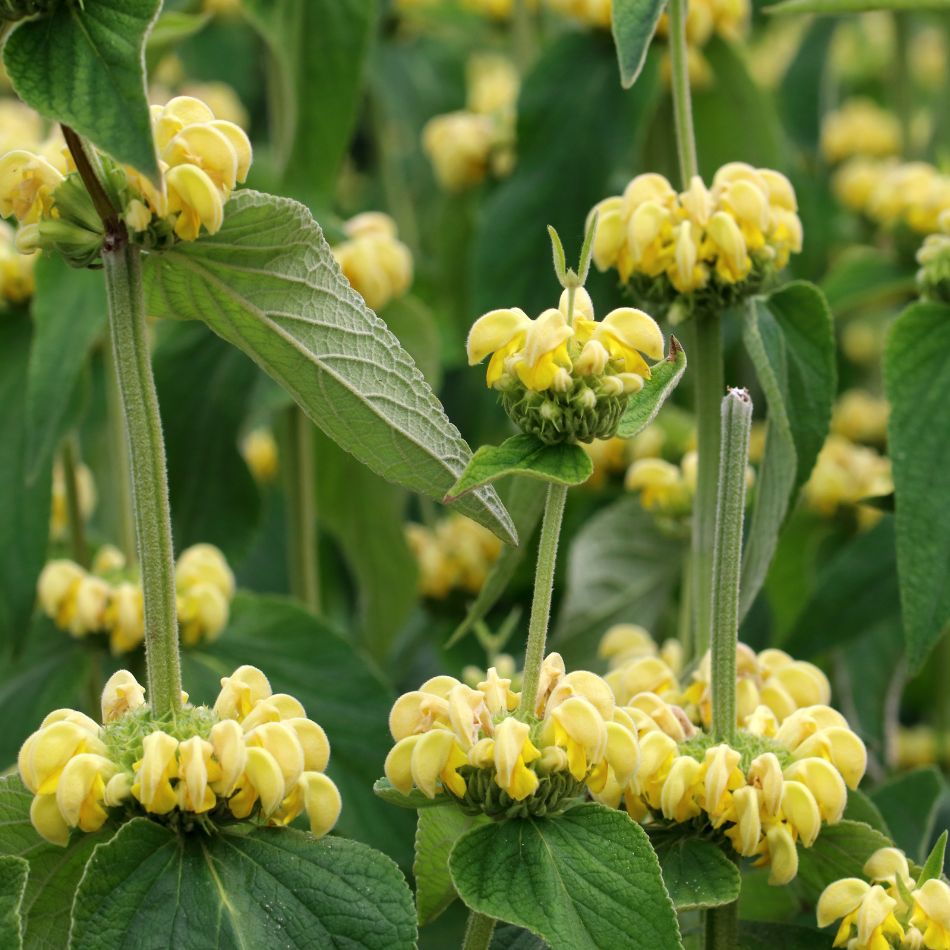 Phlomis russeliana