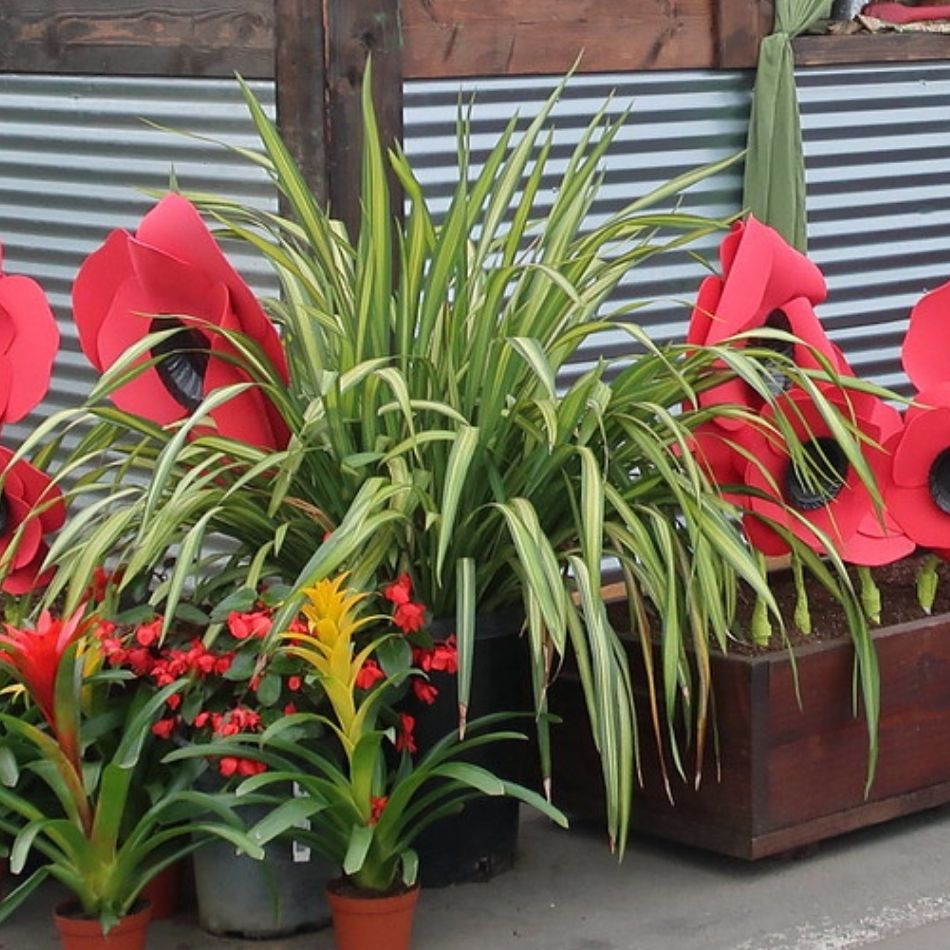 Phormium ‘Yellow Wave’