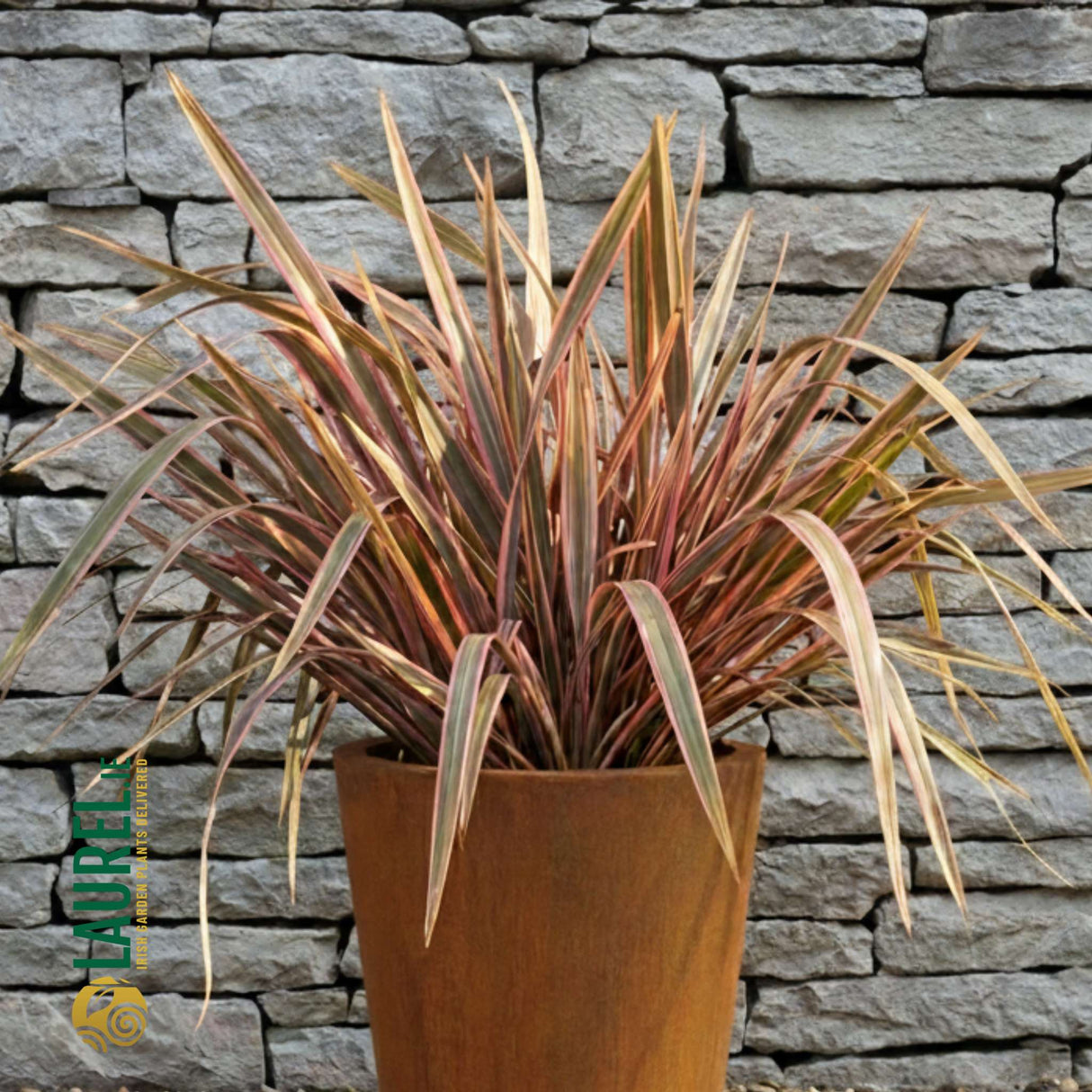 Phormium tenax ‘Sundowner’