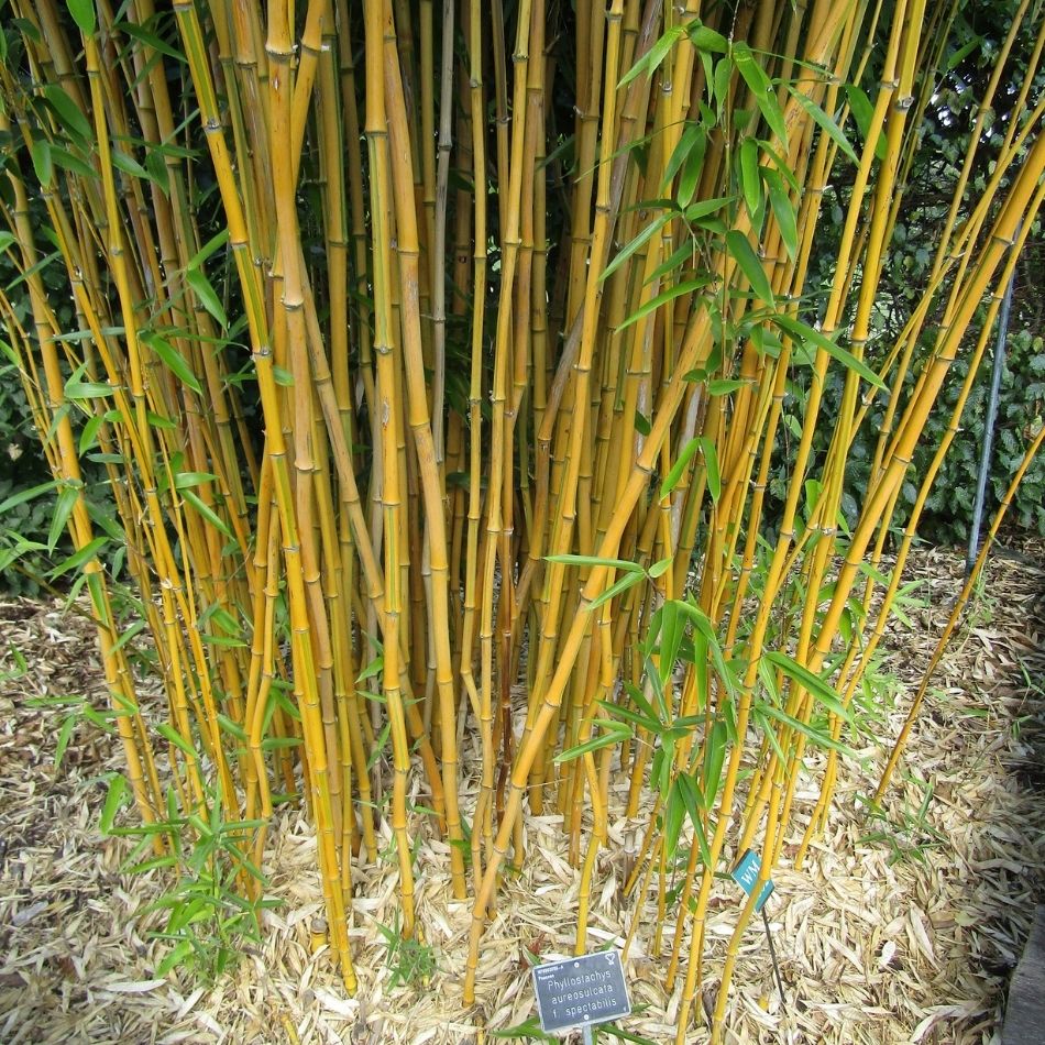 Phyllostachys aureosulcata ‘Spectabilis’