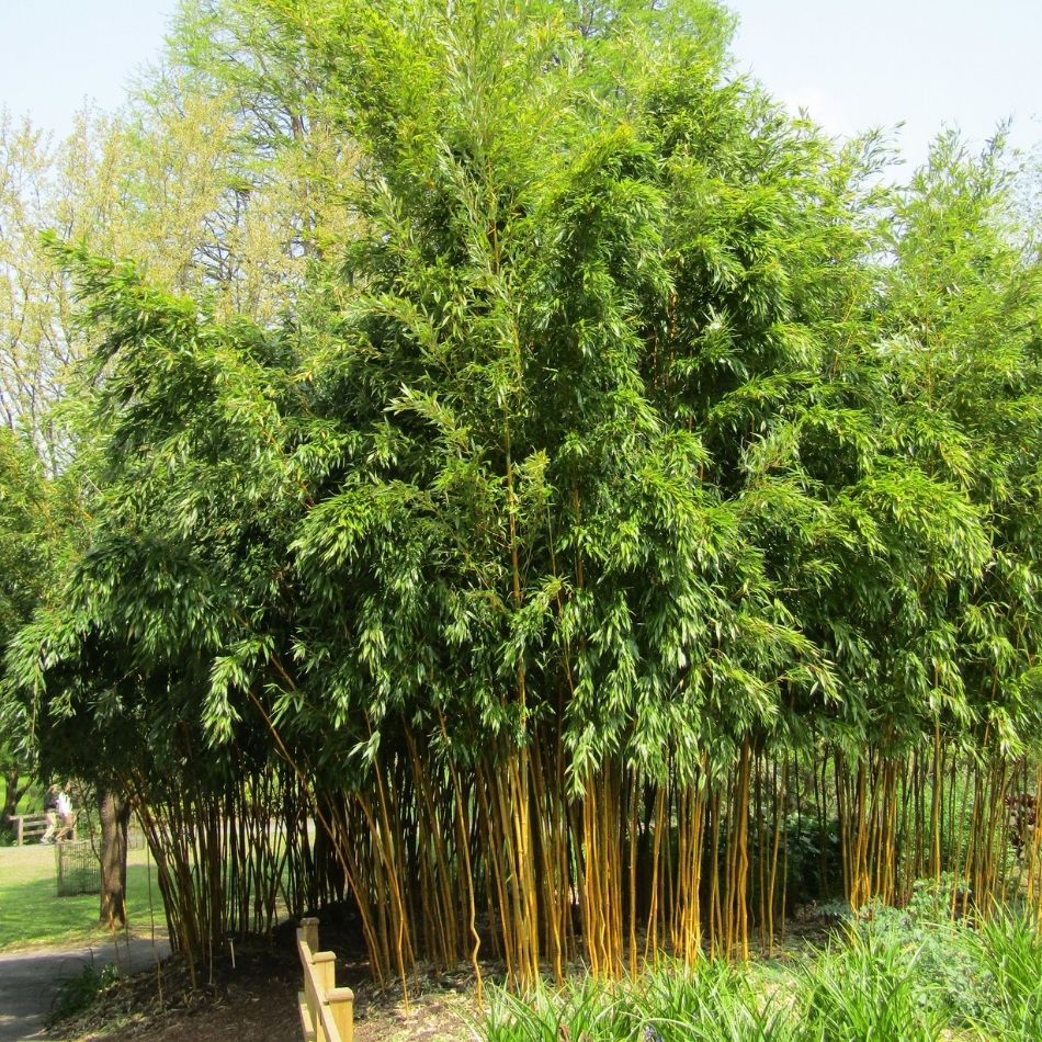 Phyllostachys aureosulcata ‘Spectabilis’