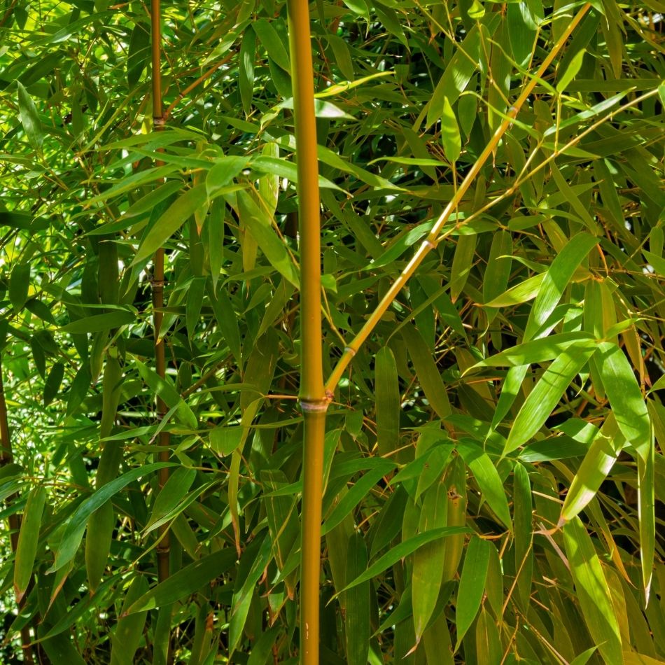 Phyllostachys aureosulcata ‘Aureocaulis’