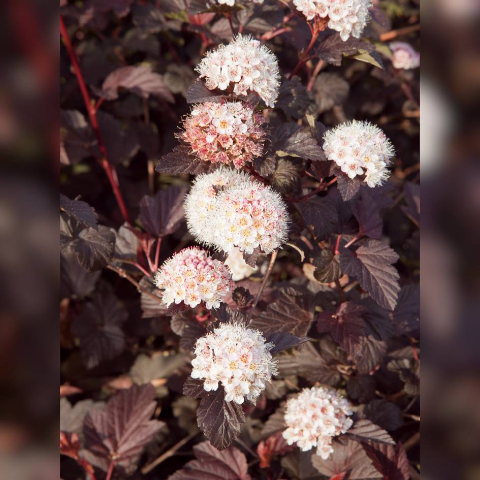 Physocarpus opulifolius ‘Lady in Red’