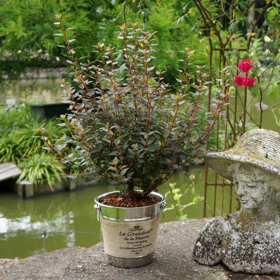 Physocarpus opulifolius ‘Little Joker’