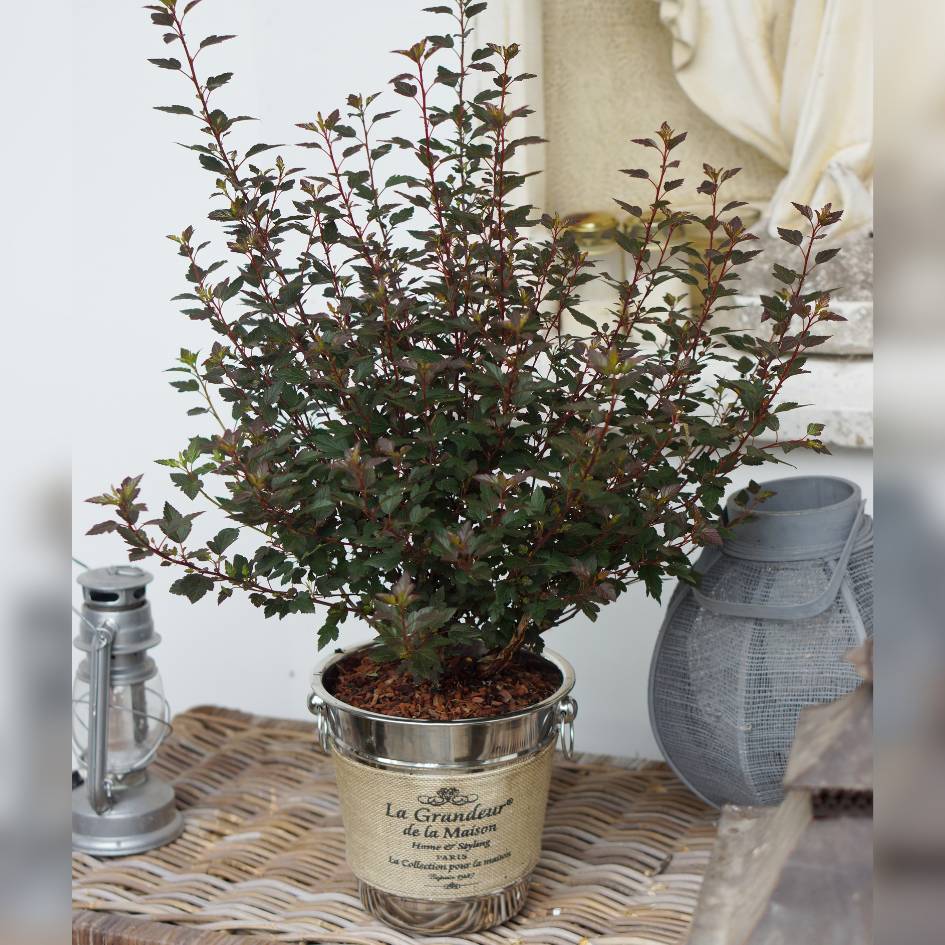 Physocarpus opulifolius ‘Little Joker’