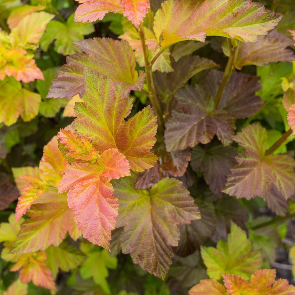 Physocarpus opulifolius ‘Amber Jubilee’