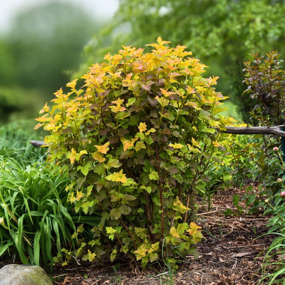 Physocarpus opulifolius ‘Amber Jubilee’