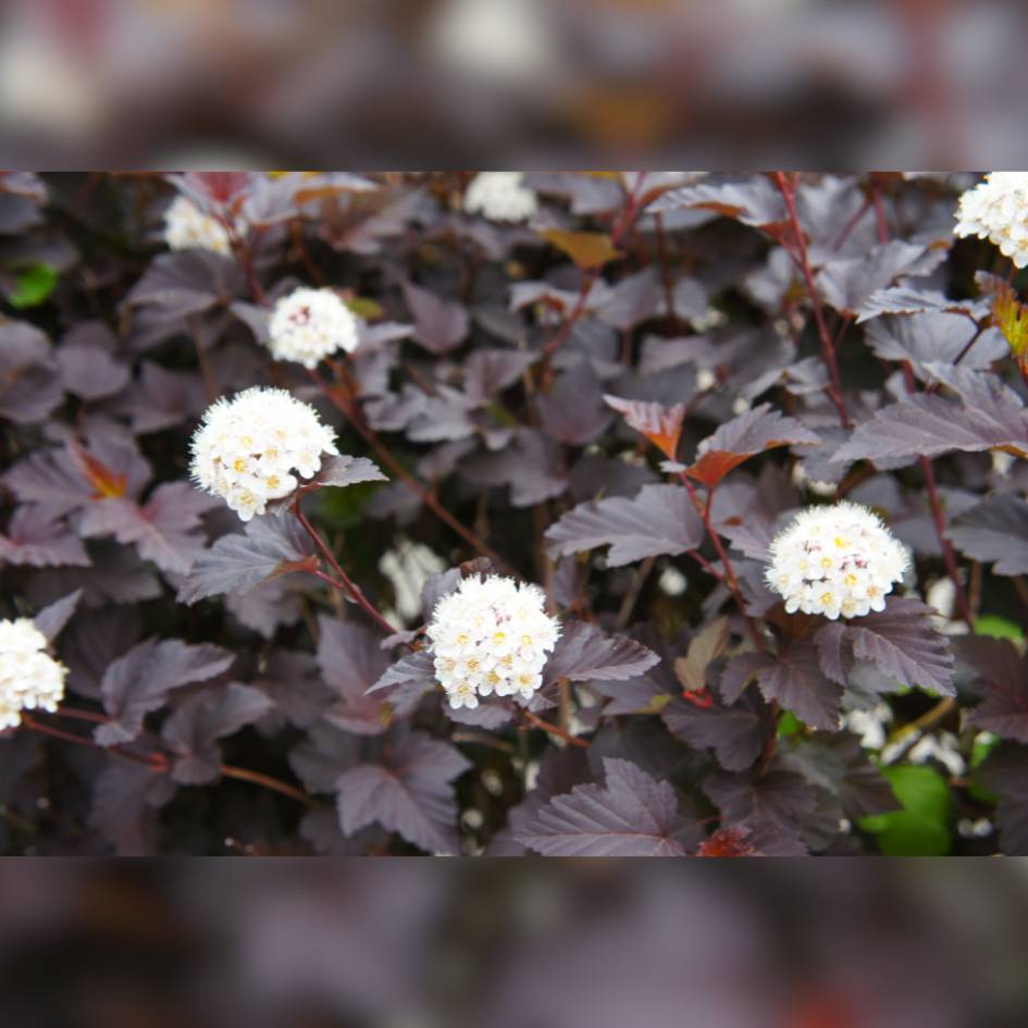 Physocarpus opulifolius ‘Diabolo’