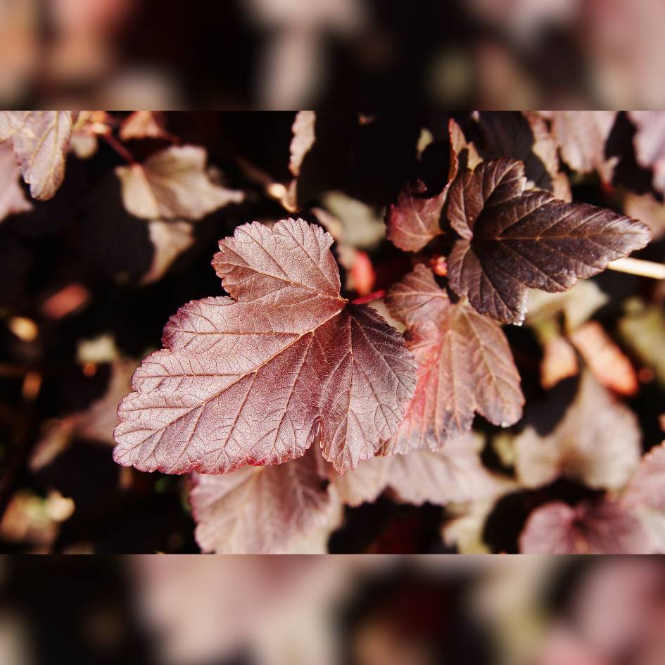 Physocarpus opulifolius ‘Diabolo’