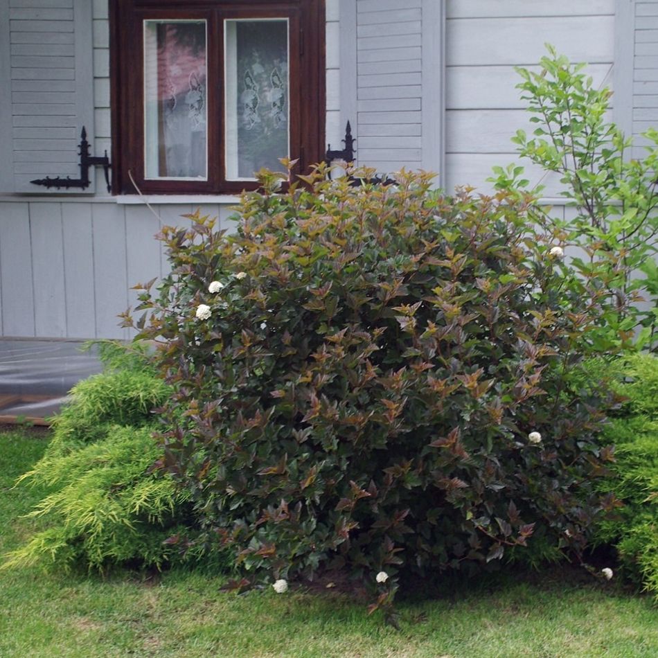 Physocarpus opulifolius ‘Red Baron’