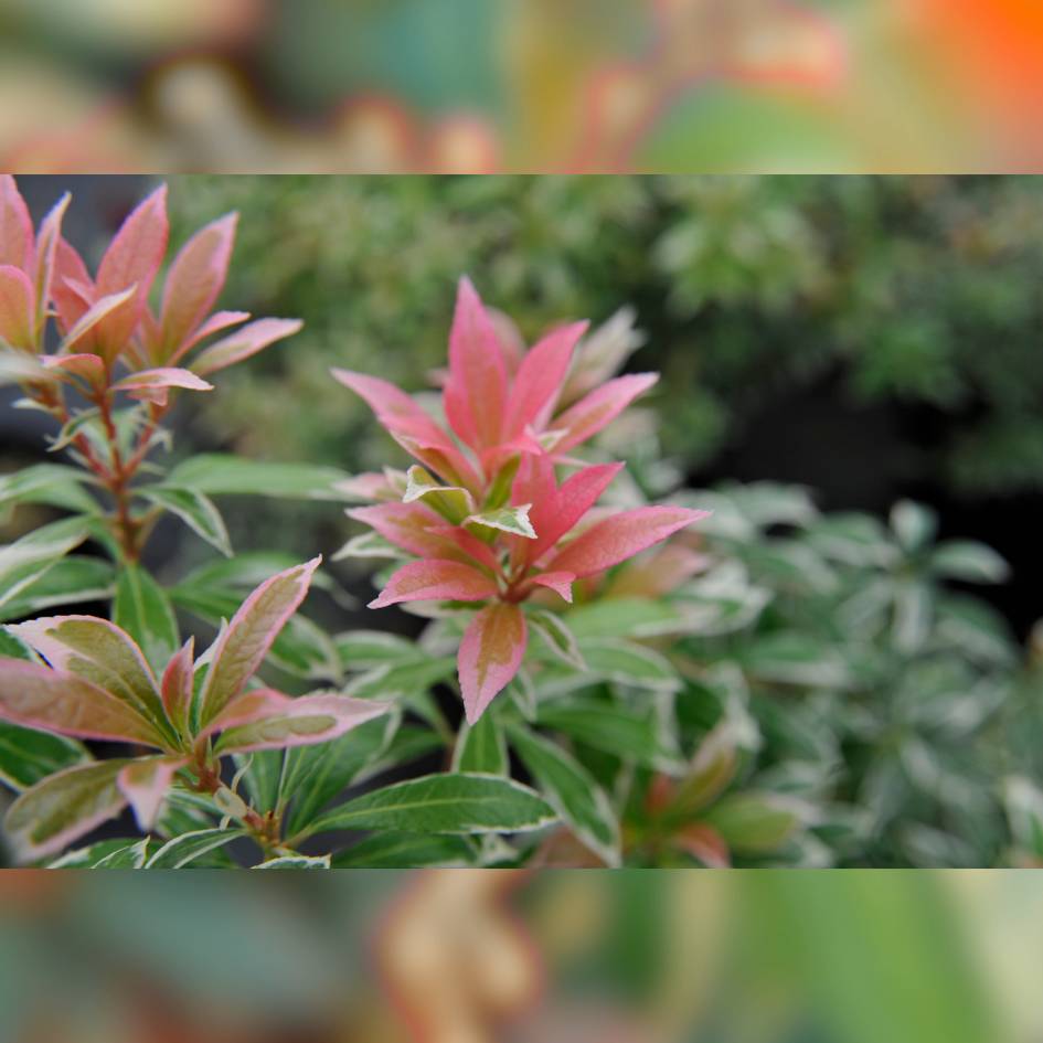 Pieris japonica ‘Little Heath’