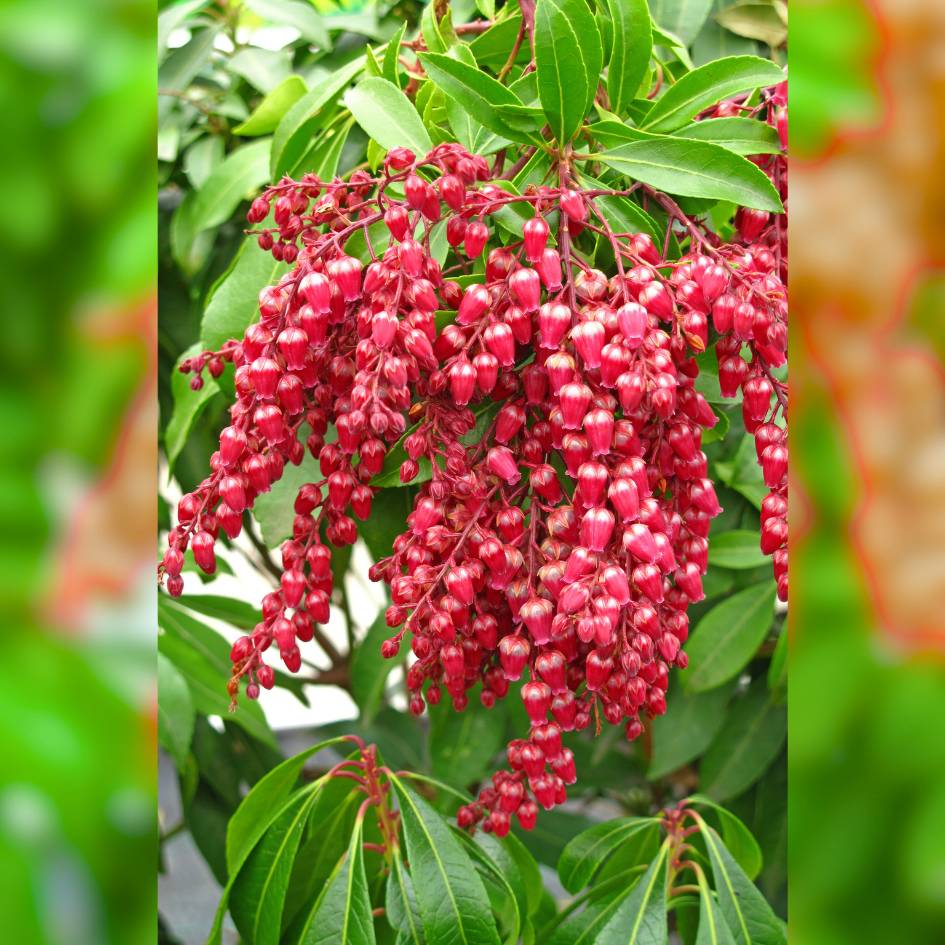 Pieris japonica ‘Debutante’
