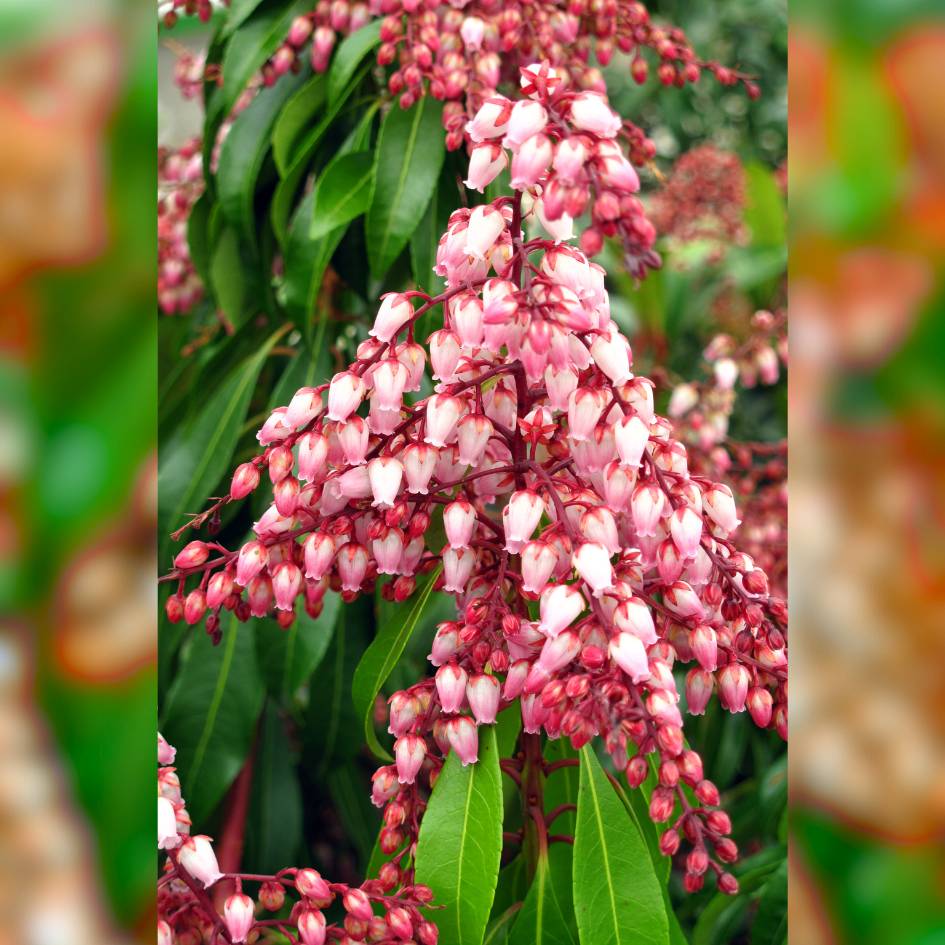 Pieris japonica ‘Debutante’