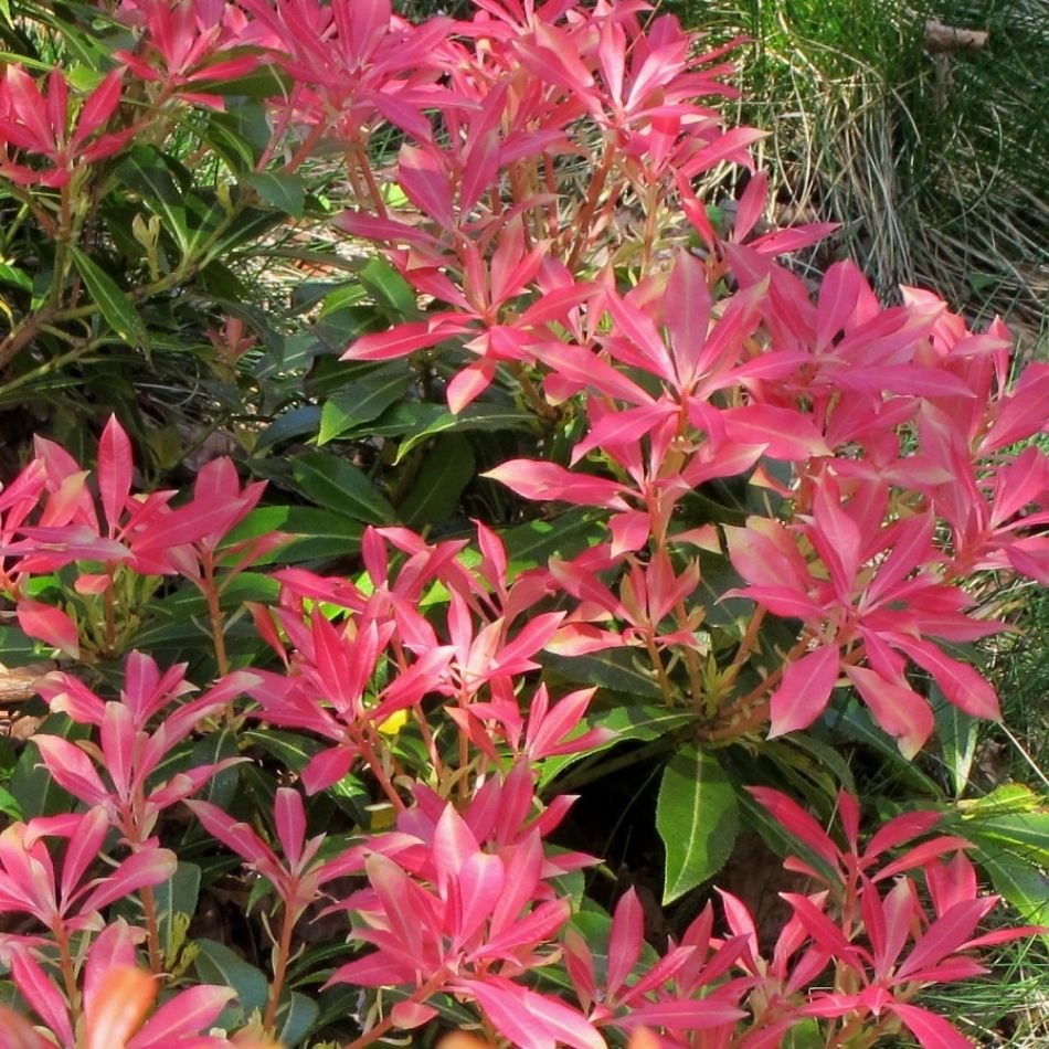 Pieris japonica ‘Mountain Fire’