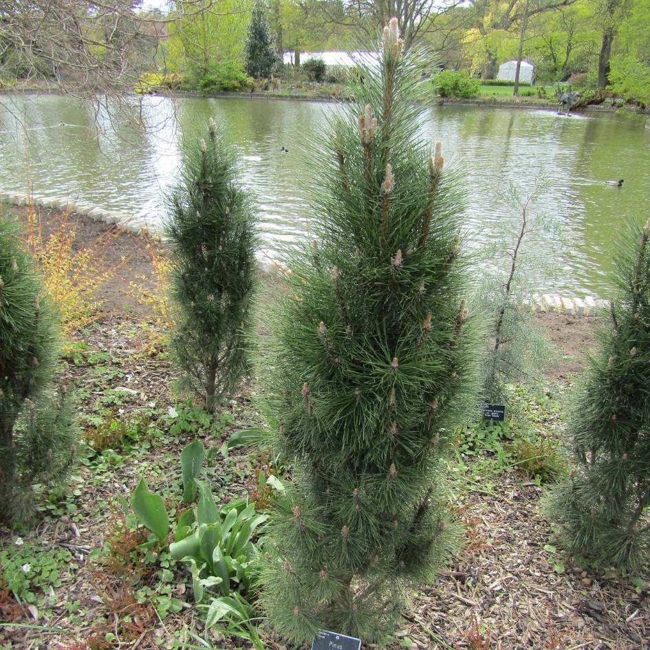 Pinus nigra ‘Komet’