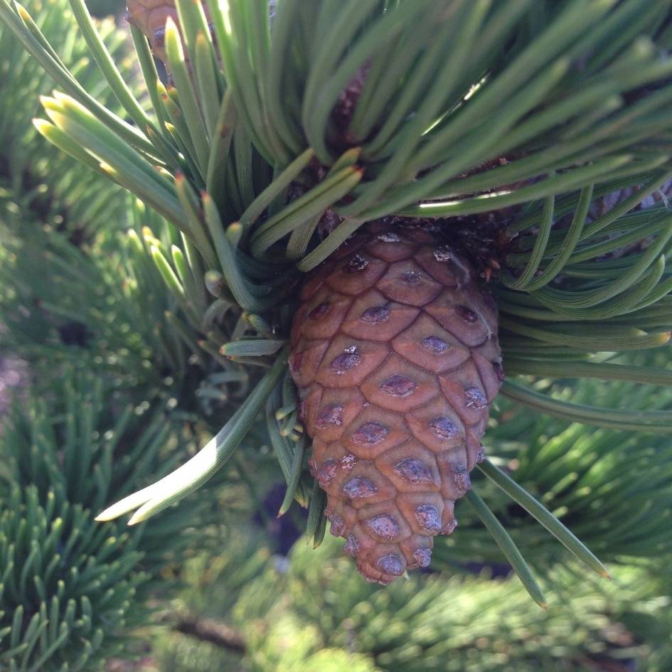 Pinus nigra ‘Oregon Green’