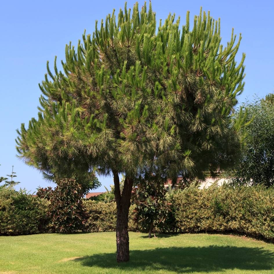 Pinus pinea
