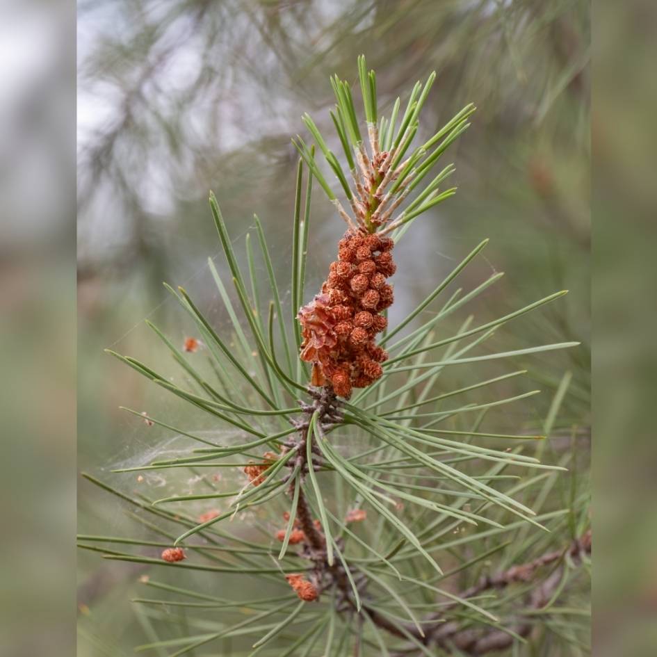 Pinus pinea