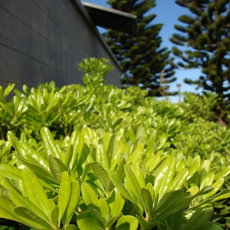 Pittosporum tobira ‘Nanum’
