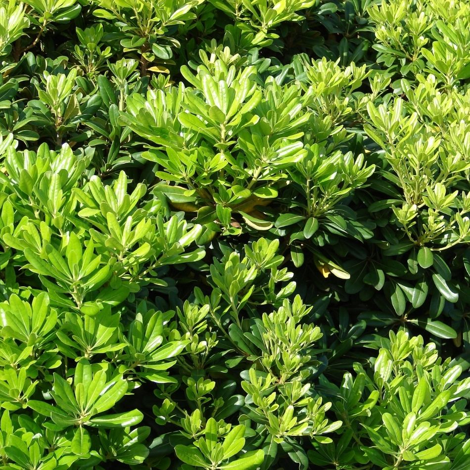 Pittosporum tobira ‘Nanum’