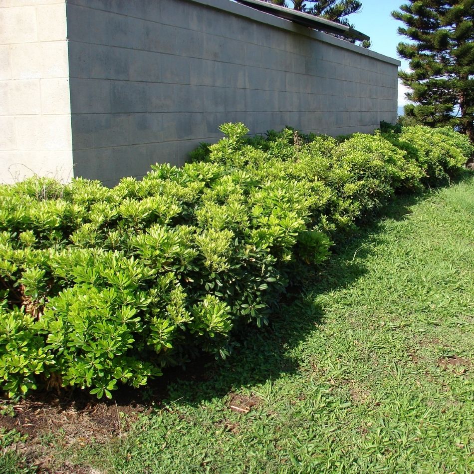 Pittosporum tobira ‘Nanum’