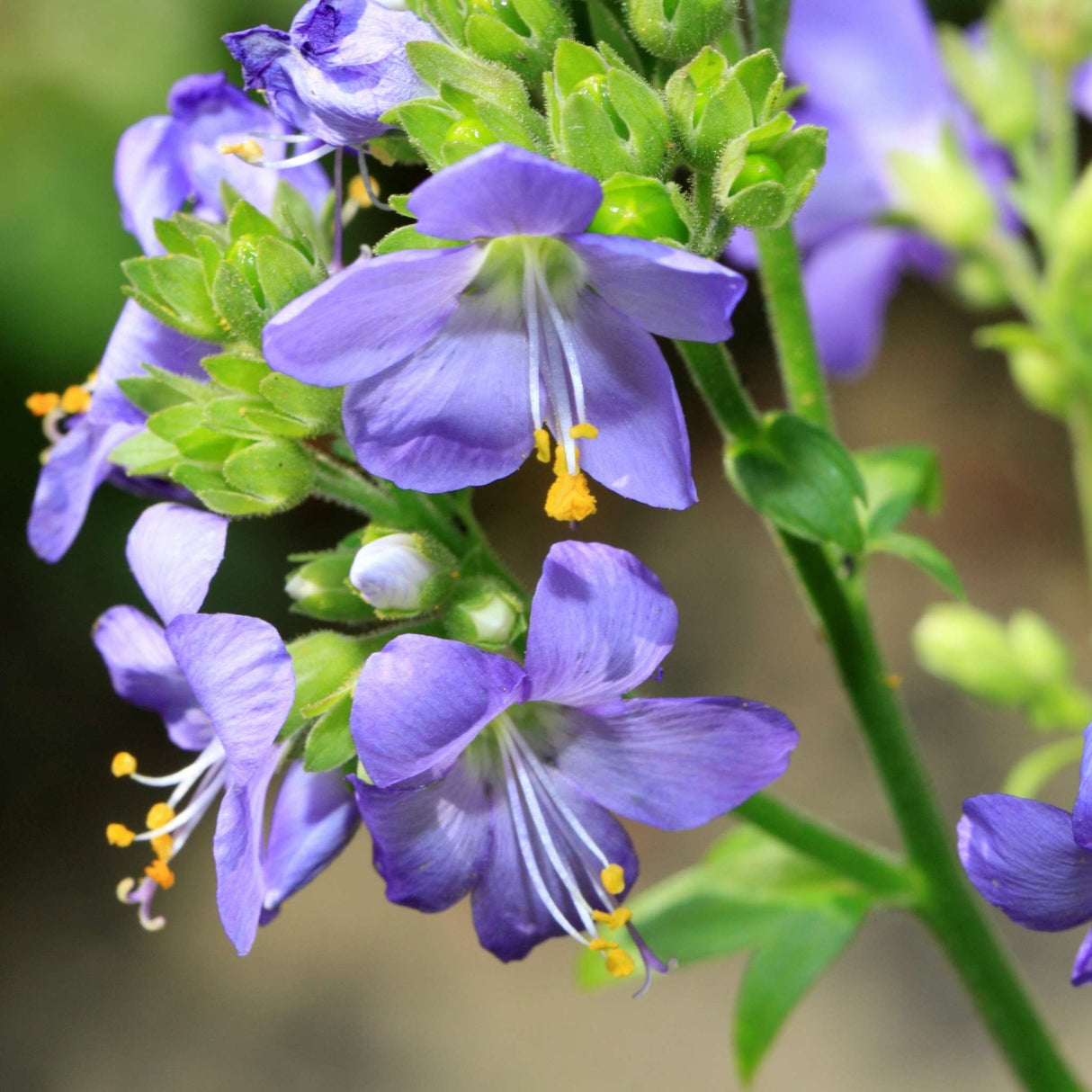 Polemonium yezoense var. hidakanum ‘Bressingham Purple’