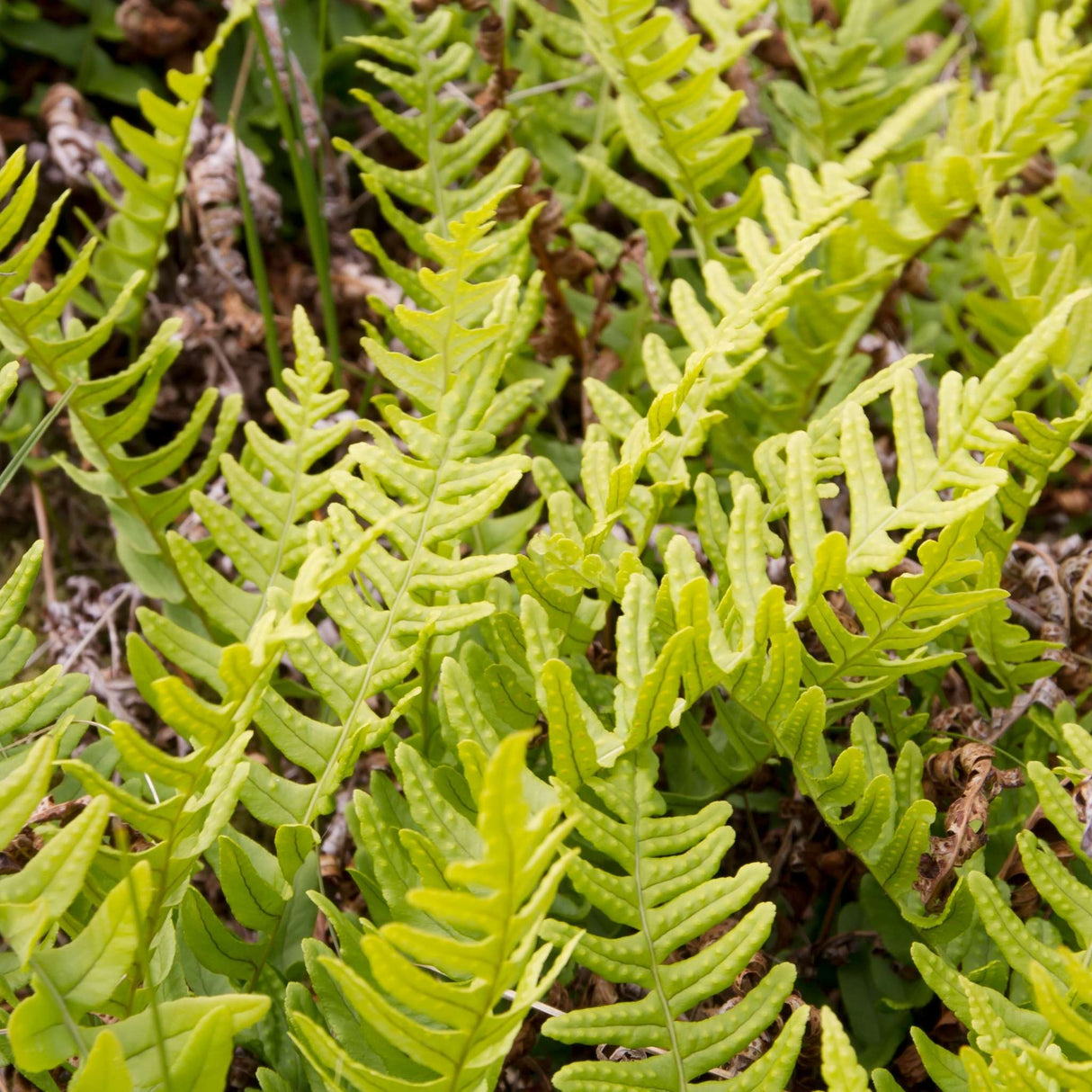 Polypodium vulgare
