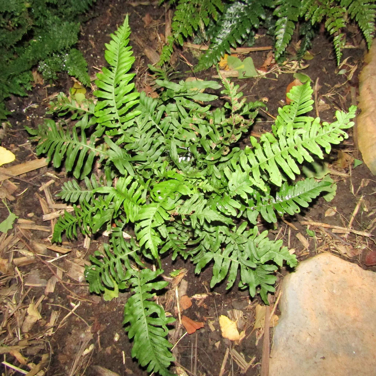 Polypodium vulgare
