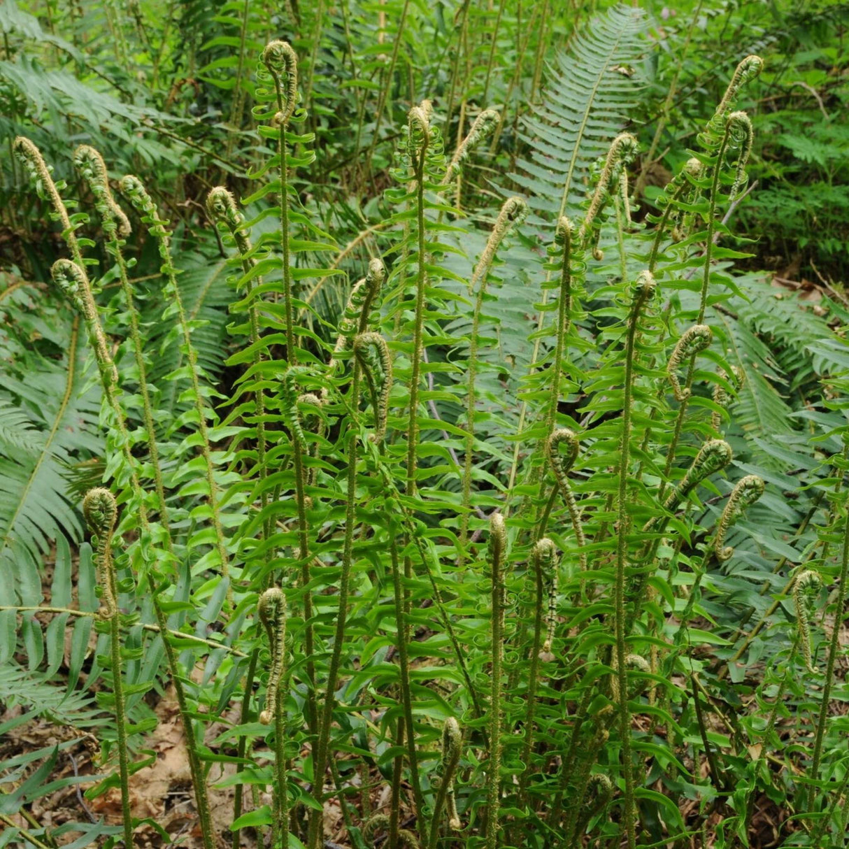 Polystichum munitum