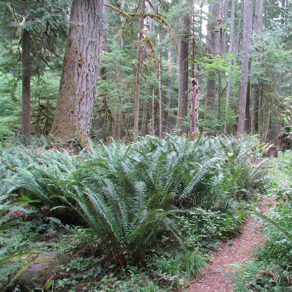 Polystichum munitum