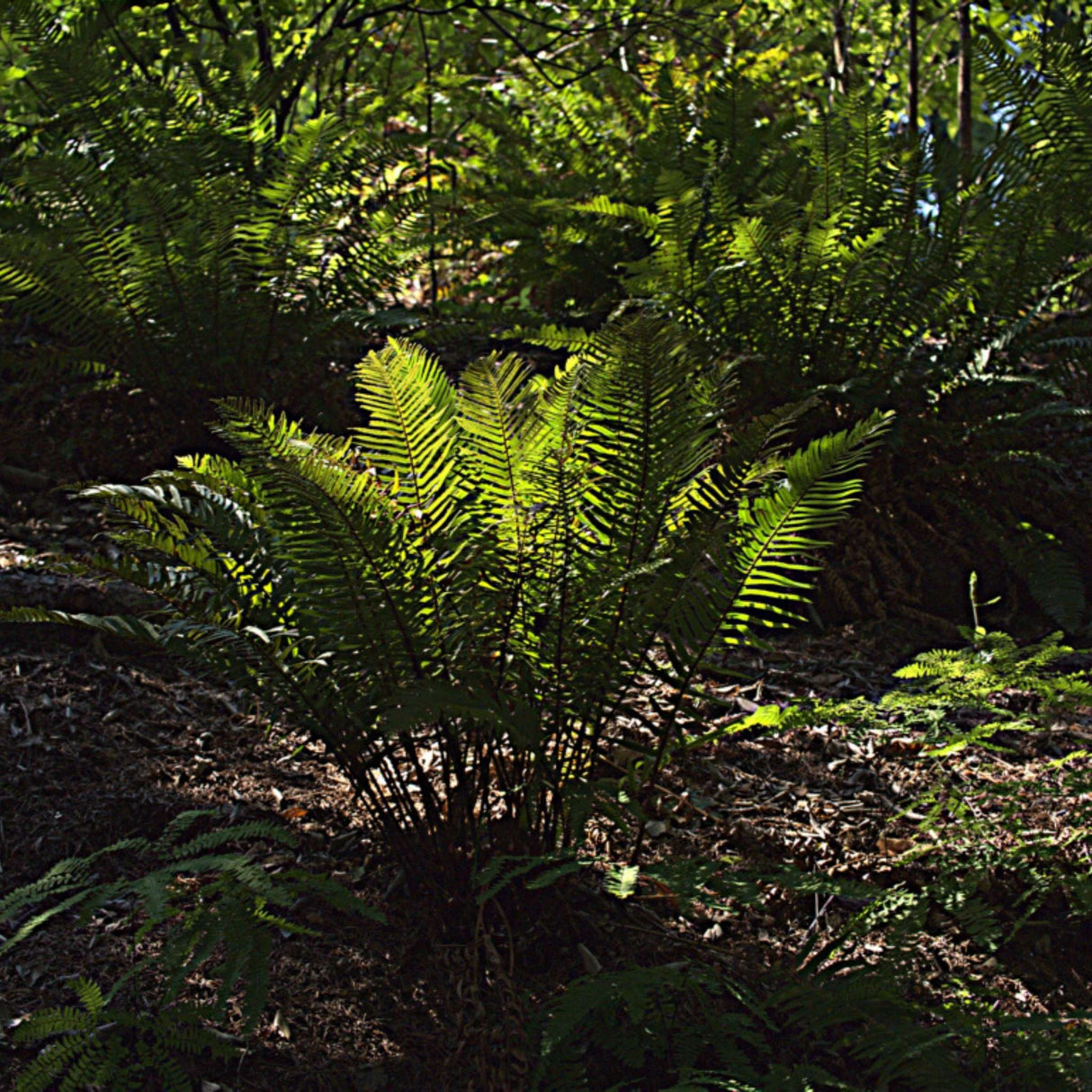 Polystichum munitum