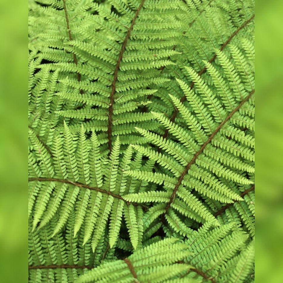 Polystichum polyblepharum