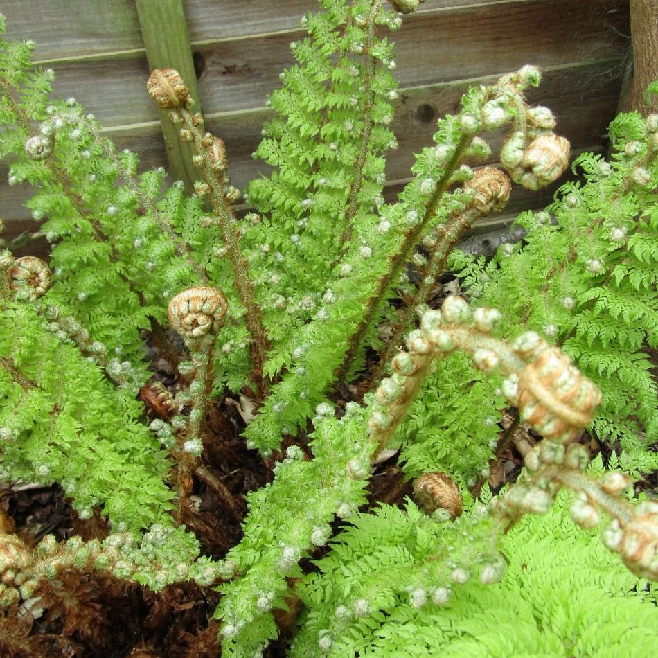 Polystichum setiferum
