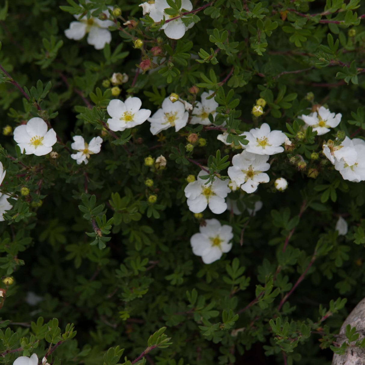 Potentilla fruticosa ‘Bella Bianca’