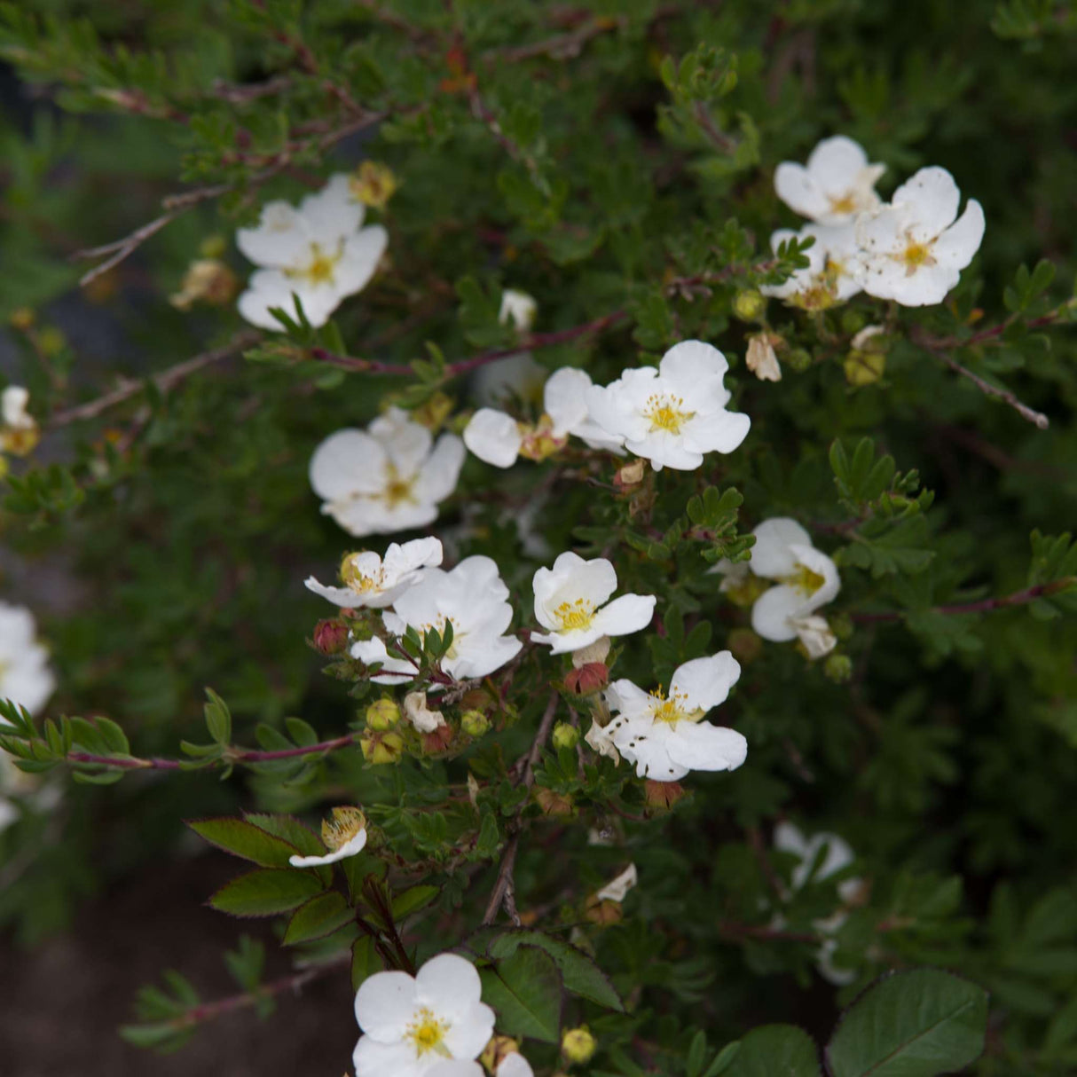 Potentilla fruticosa ‘Bella Bianca’