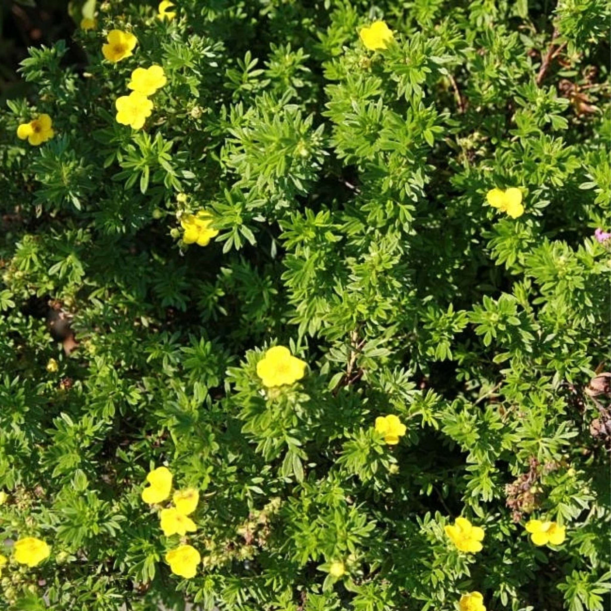Potentilla fruticosa ‘Goldfinger’