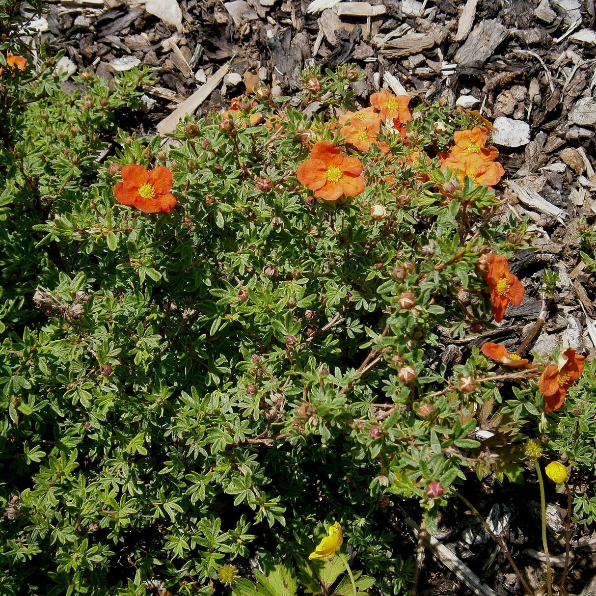 Potentilla fruticosa ‘Red Ace’