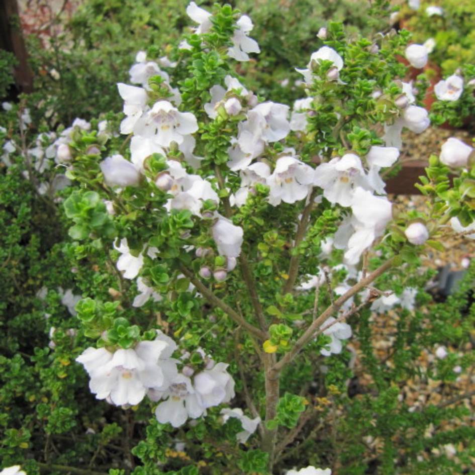 Prostanthera cuneata