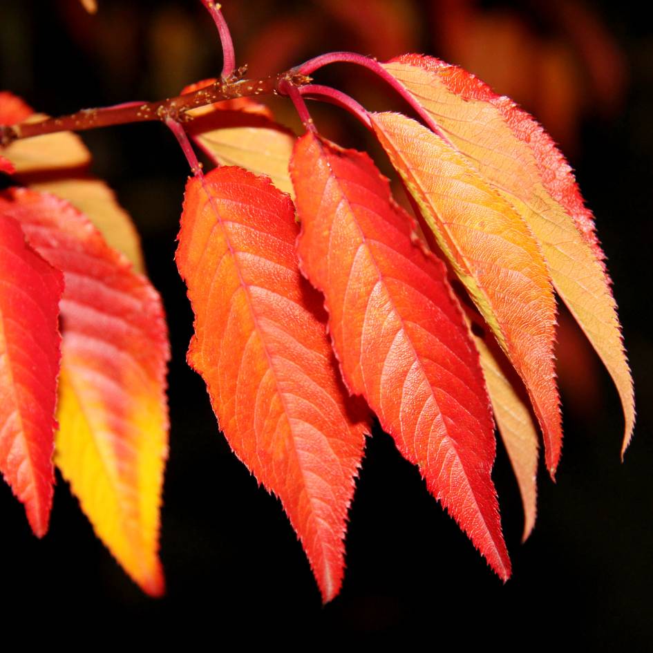 Prunus ‘Royal Flame’