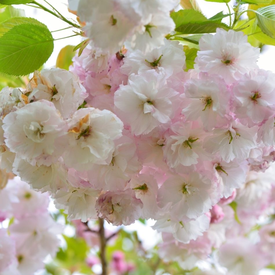 Prunus ‘Shirofugen’