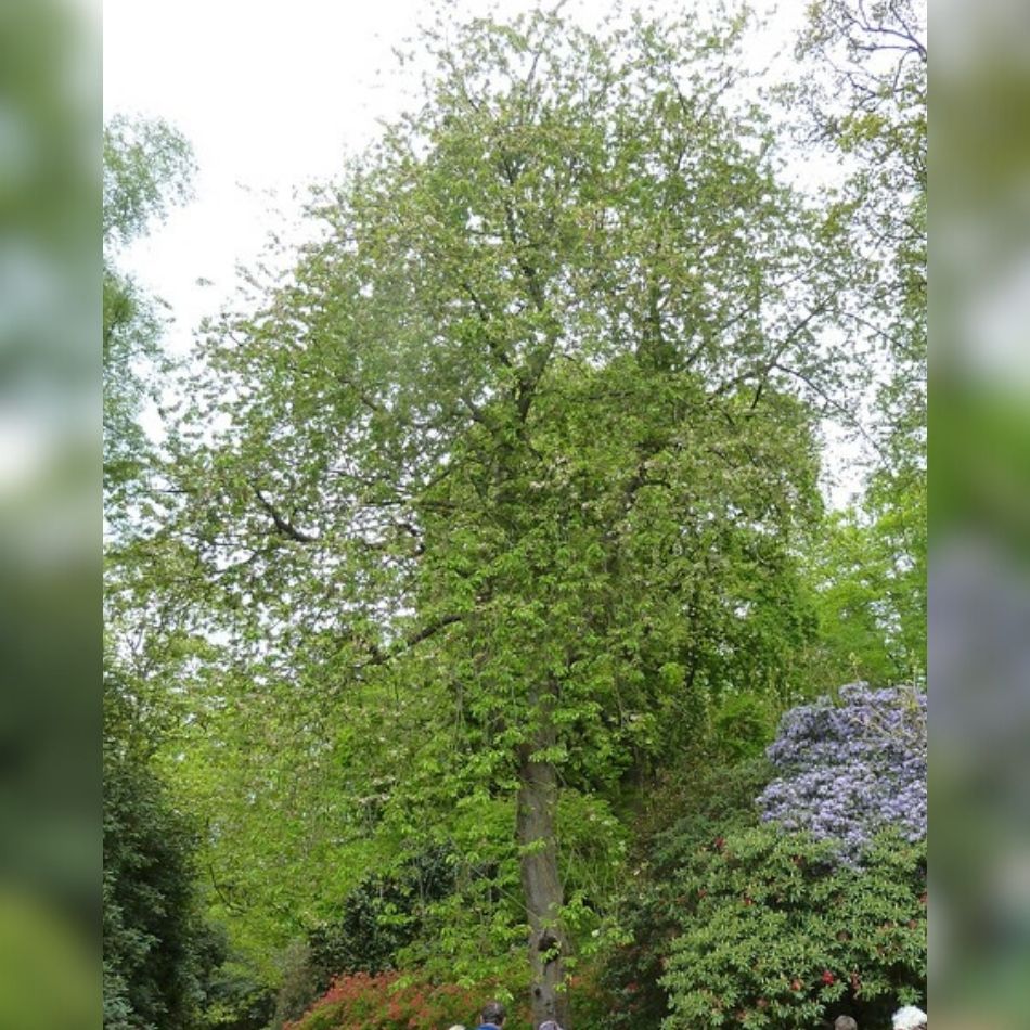 Prunus avium ‘Plena’