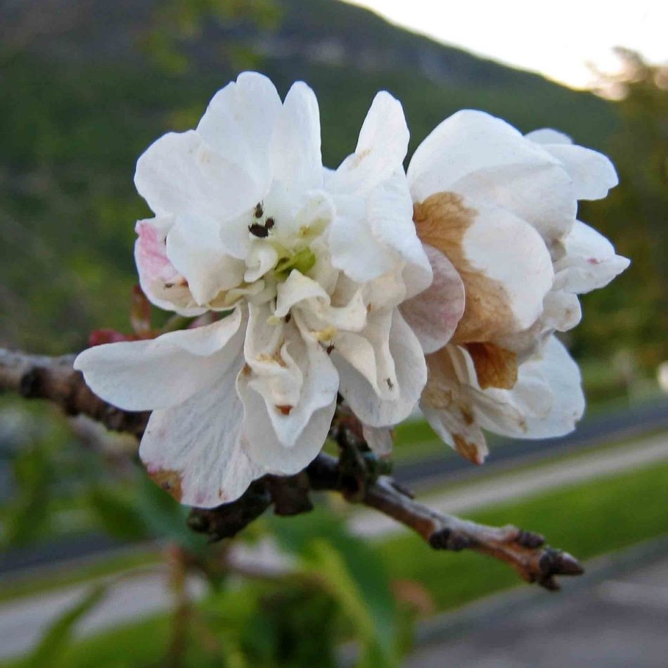 Prunus avium ‘Plena’