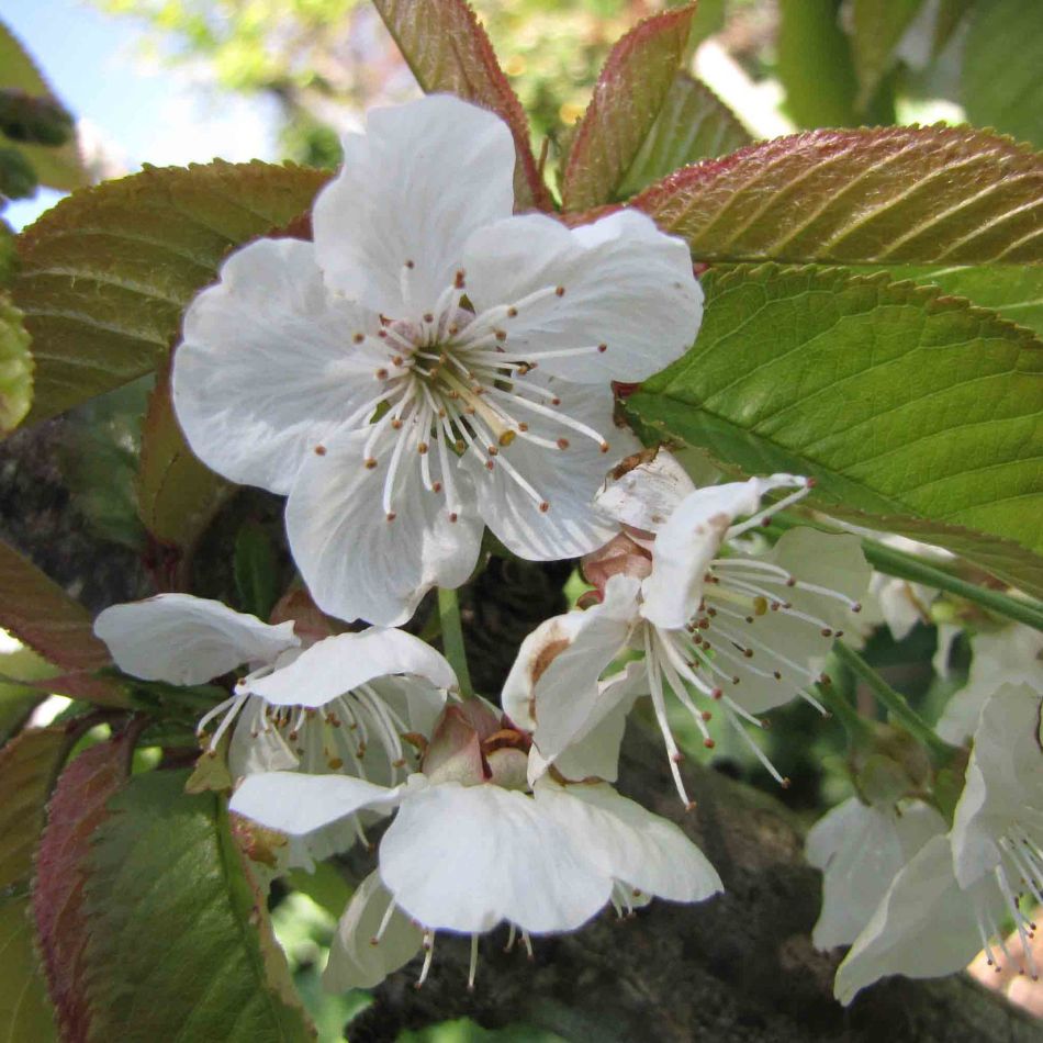 Prunus avium ‘Stella’