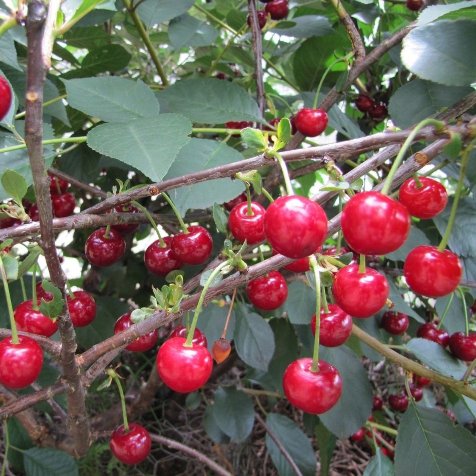 Prunus cerasus ‘Morello’