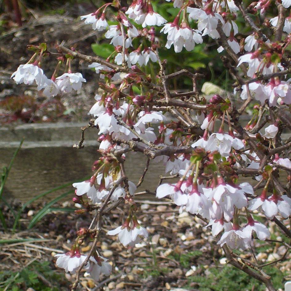 Prunus incisa ‘Kojo-no-mai’
