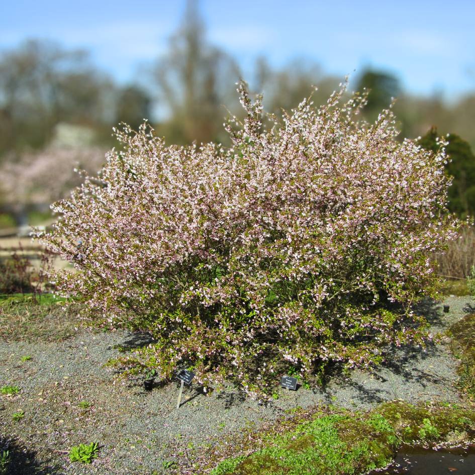 Prunus incisa ‘Kojo-no-mai’