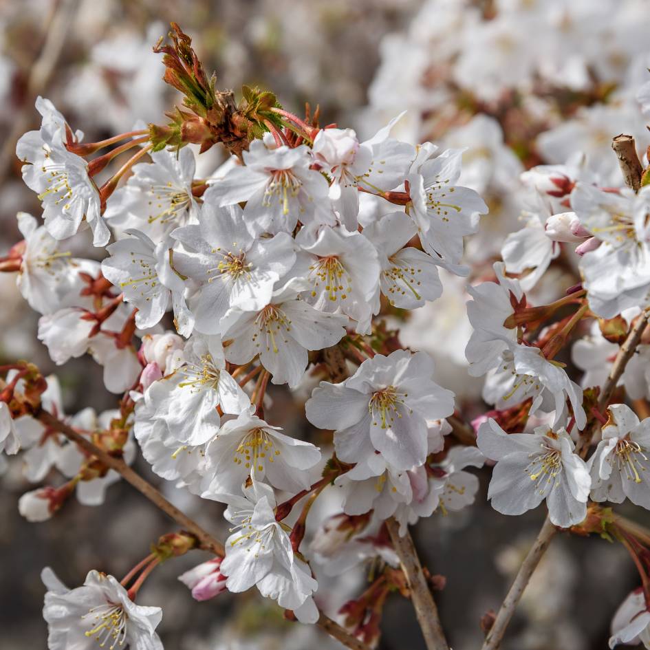 Prunus incisa ‘Mikinori’