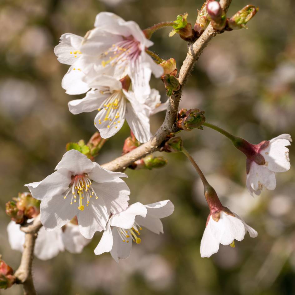 Prunus incisa ‘Mikinori’